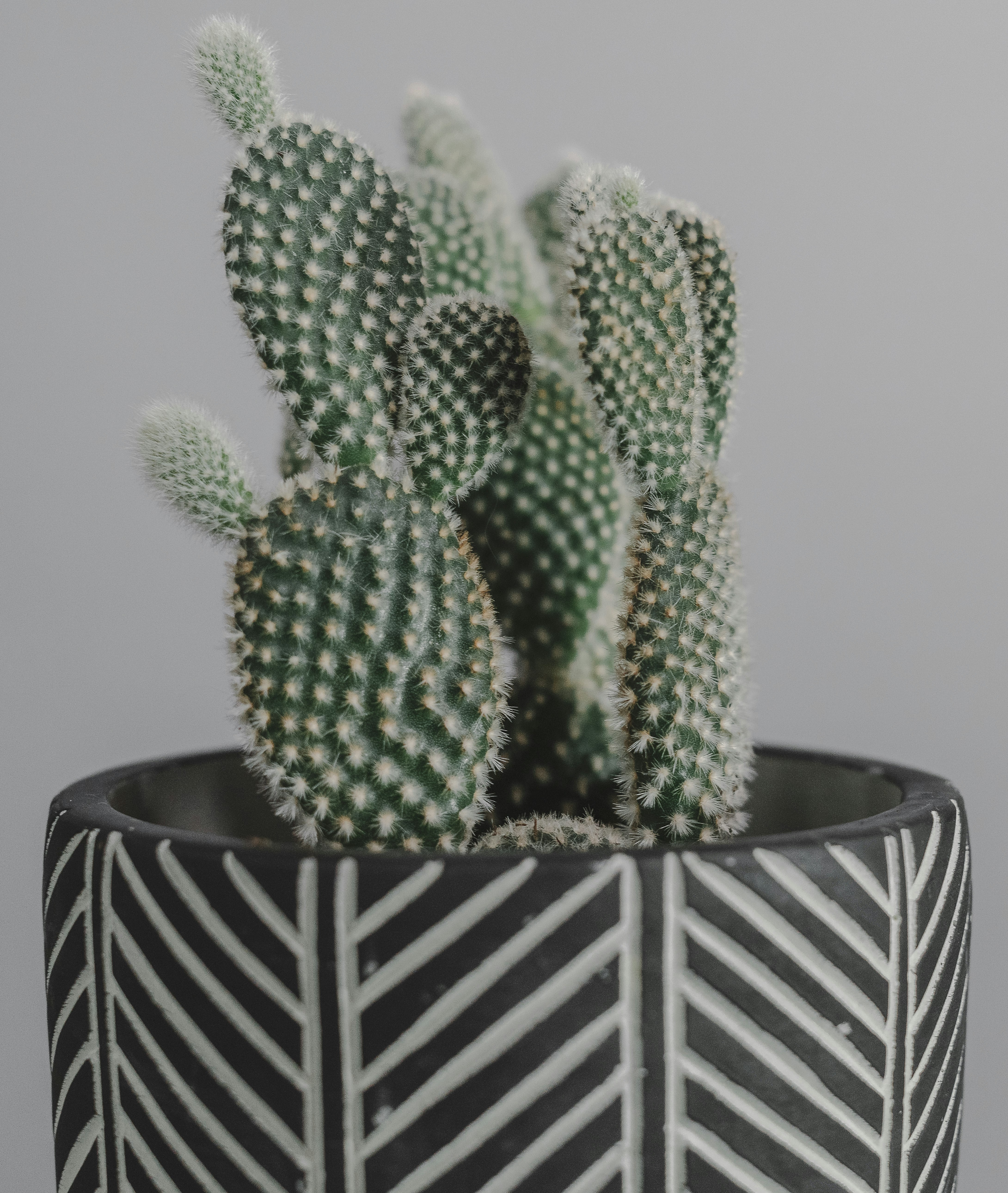 green cactus in black and white striped pot